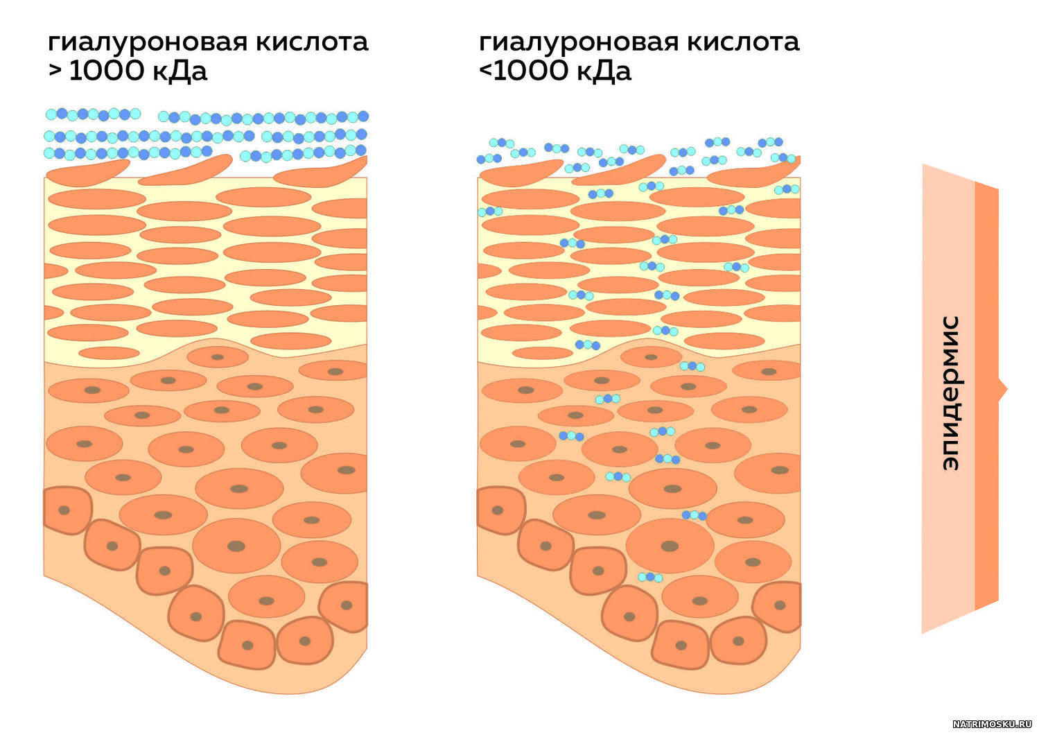 проникновение гиалуроновой кислоты в кожу