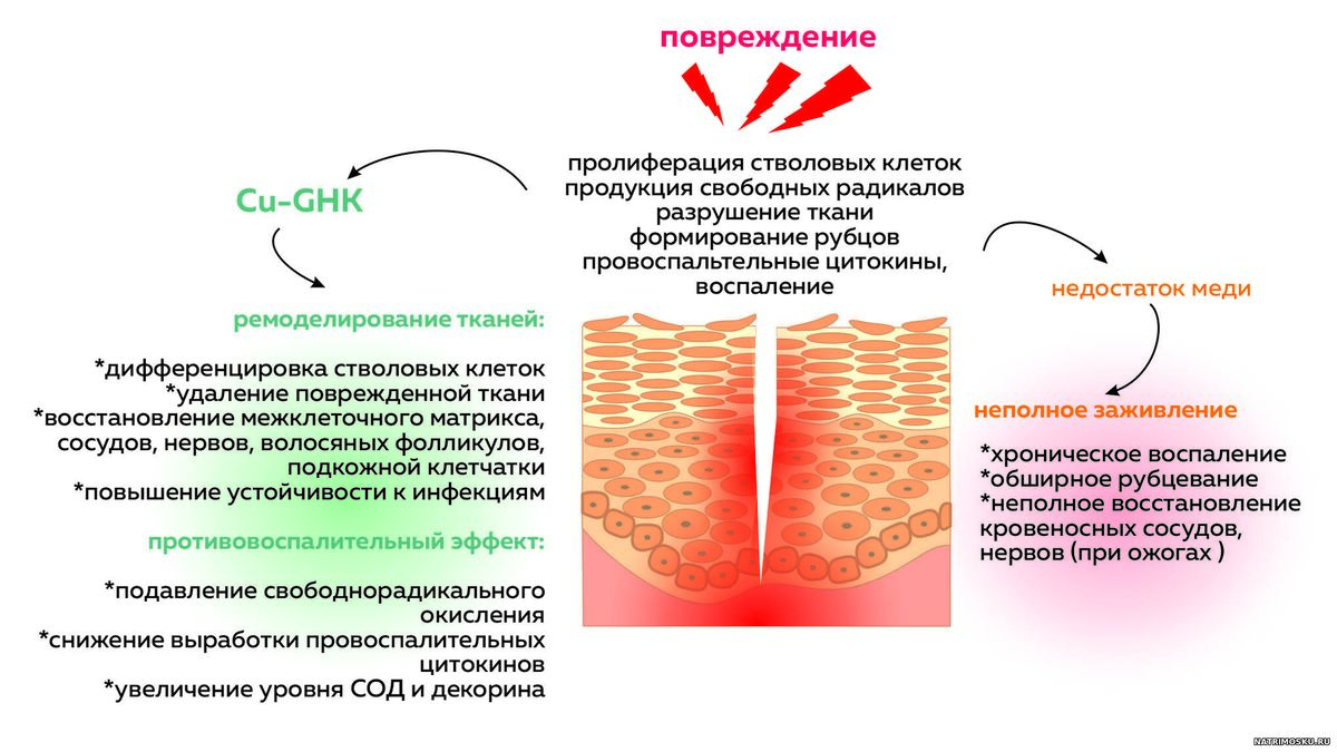 трипептид меди Cu-GHK заживление ра